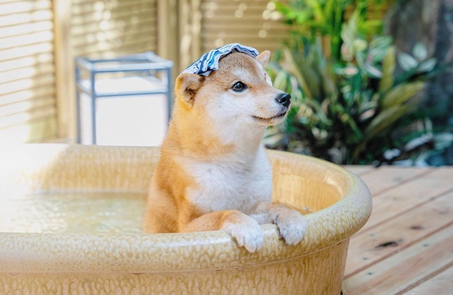 Dog run and openair bath for dogs included Natu/Ashigarashimo-gun Kanagawa