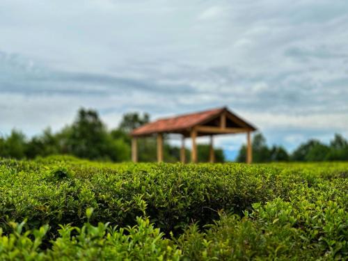 Eco-friendly Guesthouse Tea Gezruli 25 km from Chiatura