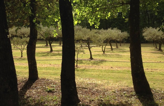 Gîte "les oliviers" exceptional setting in the heart of olive trees and the forest.
