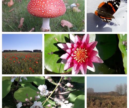 La Résidence des Fleurs