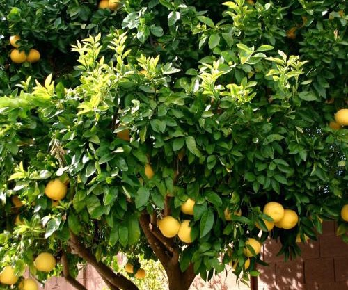 LEMON TREE