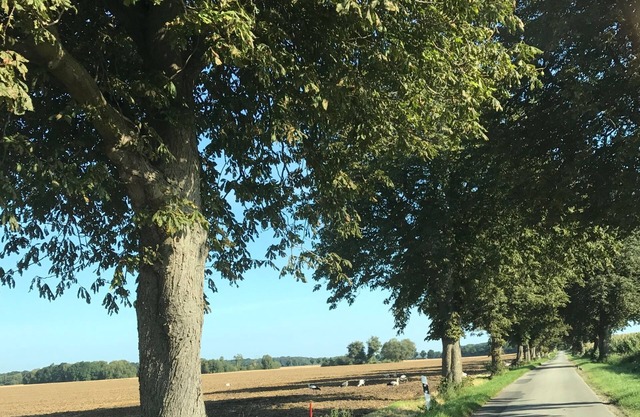 Luxurioese Ferienwohnung in Boddin mit Garten