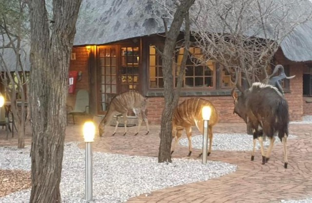 Makhato Bush Lodge 3