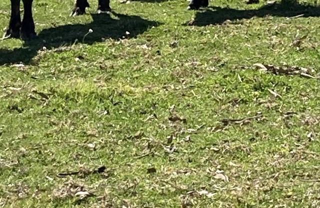 Pet friendl farm stay