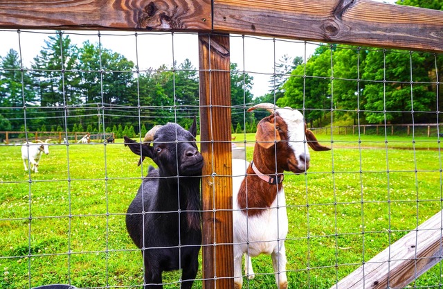 Pisgah Forest Farm Home: Outdoor Pool & Games