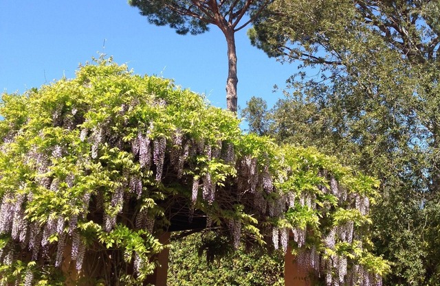 Punta Ala Villetta il Glicine