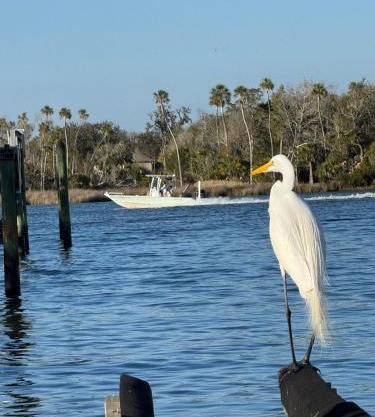 Saltys Retreat with a 50 Ft Dock at Crystal River