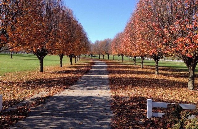 The Martin House - A Place to Create Family Holiday Magic