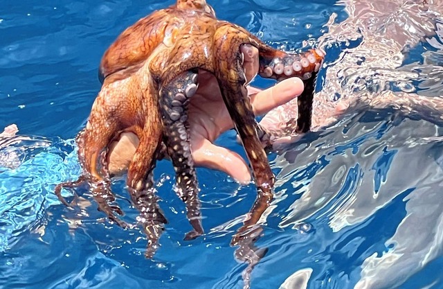 Welcome to West Maui! Royal Kahana 2 Bd/2Ba ! Hotel zoned Safe to Book!