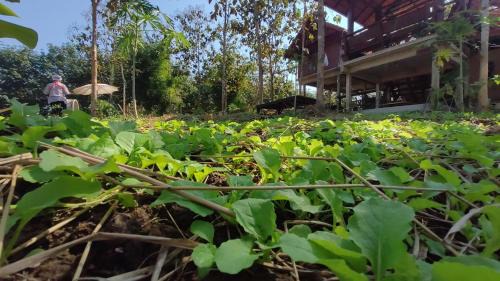 Nan House | ณ ไร่ขวัญน่าน ฟาร์มสเตย์