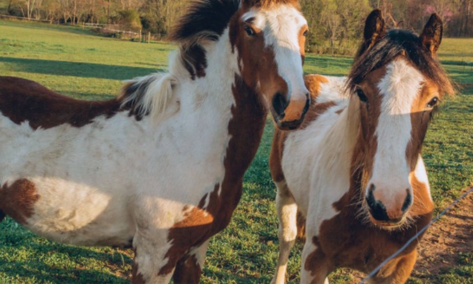 Penrose Other | 1800's Pioneer Estate Nestled In a Valley Near Brevard and Asheville, NC