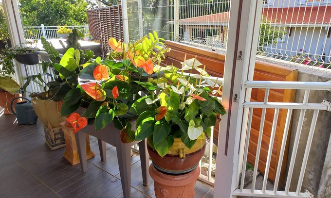 Riviere-Pilote Apartment | Appartement Plein Pied Situé à la Campagne à 10 mns des Plages