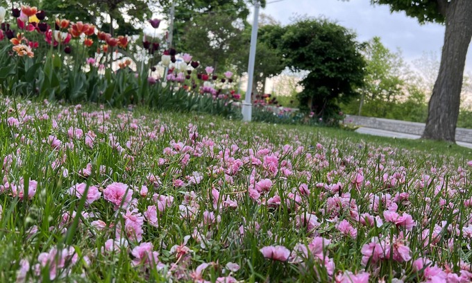 Niagara Falls Bed & Breakfast | Bedham Hall Bed & Breakfast