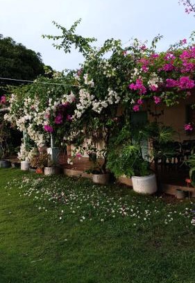 Bonda House | Cabaña Ecoturismo Los Mangos