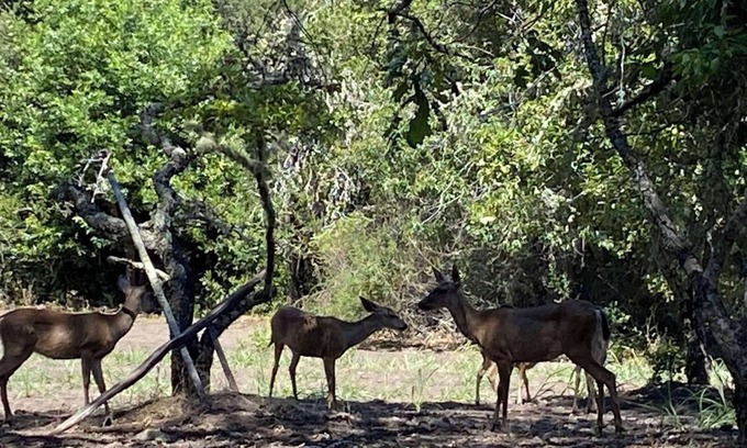 Los Gatos RV Rental | Campsite #3 in Redwood Forest - Hot Water Shower