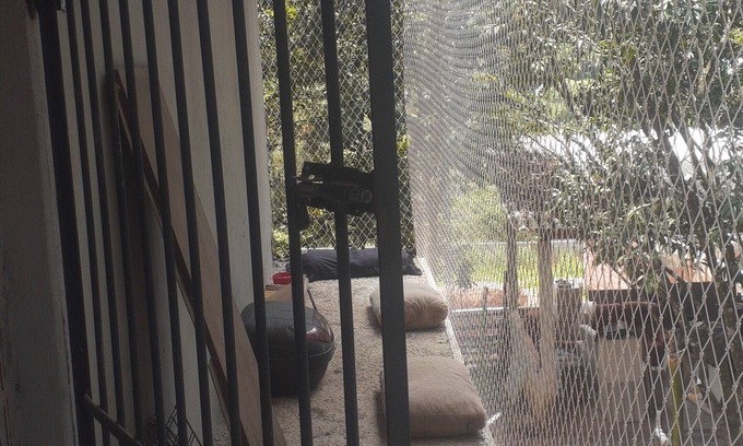 Jarinu House | Cat boarding 🐱 Travel
