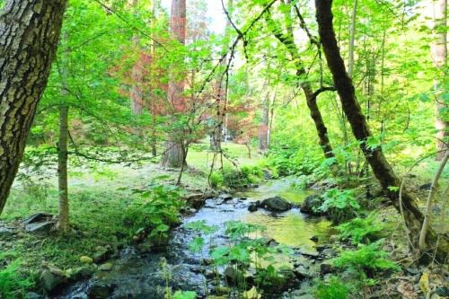 Placerville House | Charming property with 2 cabins and private creek all to yourself