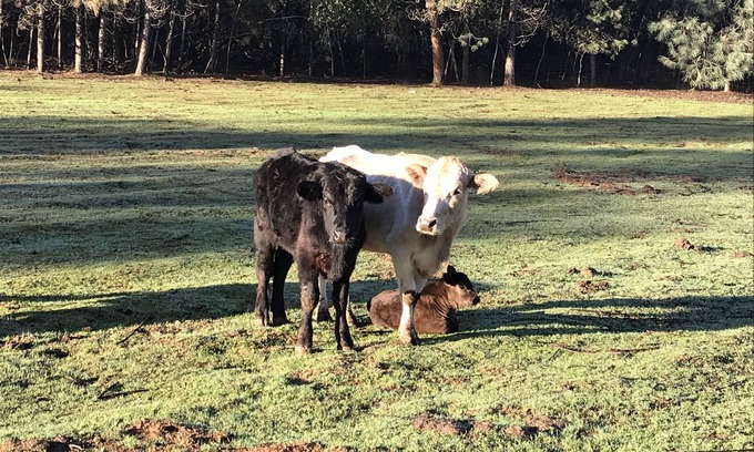 Redding House | Cow Palace II, country getaway