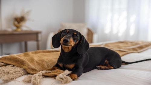 Coffs Harbour House | Crackers - Pet Friendly, Jetty Location, Walk to Restaurants