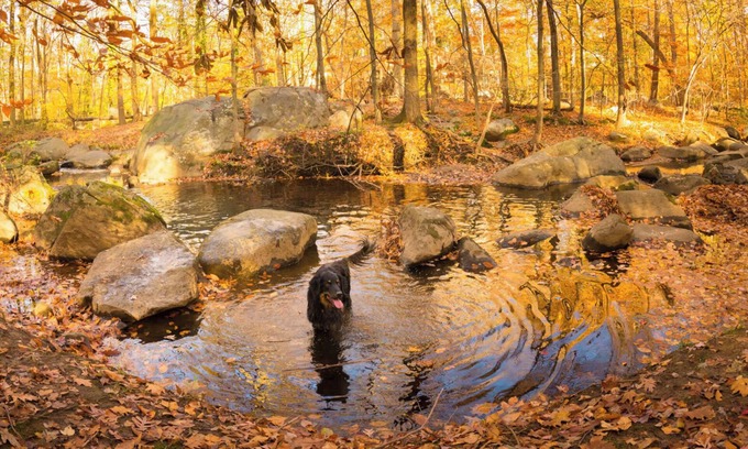 Ardentown House | Fox Field Cottage in Arden | 10 min to Riverfront