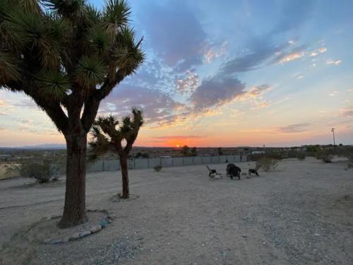 Joshua Tree House | KAMPINK! Pool, Spa, Gameroom Compound with Amazing Views on 2.5 Acres