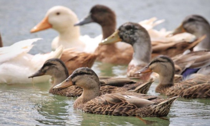 Terra Alta Apartment | Lucky Duck Lucky You! New Listing, 8 Duck ponds w/Ducks