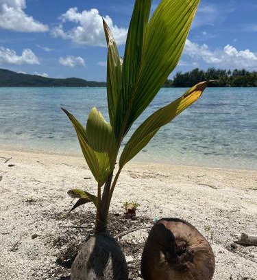 Taha'a Other | Motu ATAHIRI Camping