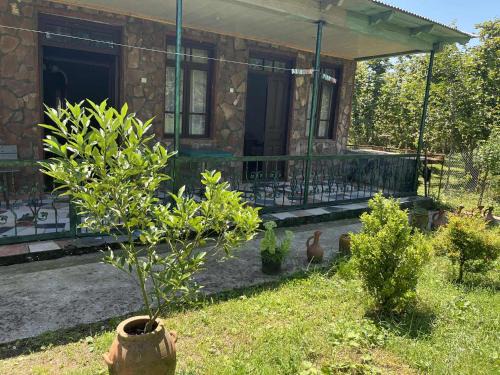 Martivili House | Naro's House
