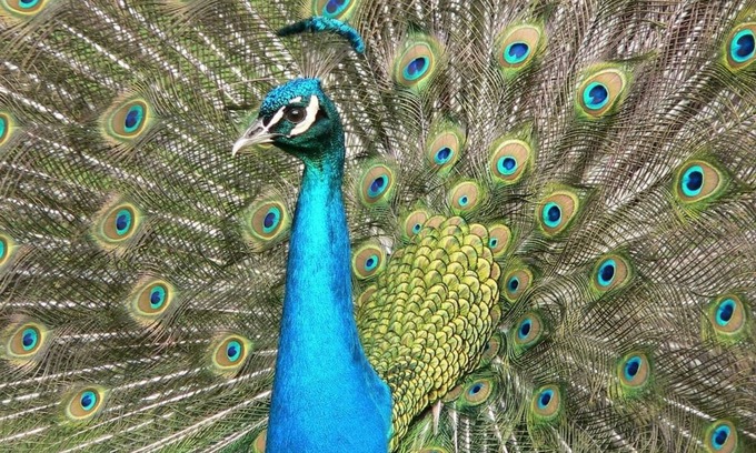 Disston Heights House | Peacock Paradise with Pool & Wild Peacocks 🦚🌴🌞