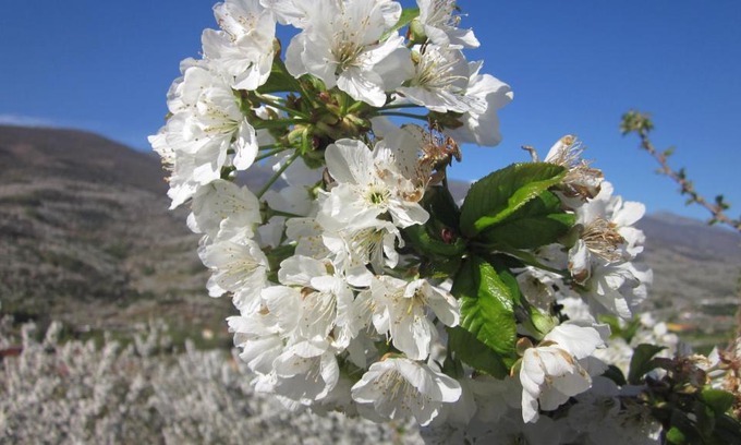 Cabezuela del Valle House | Picaza del Jerte