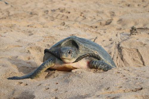 Al Hadd Bed & Breakfast | Ras Al Jinz Turtle Guest House
