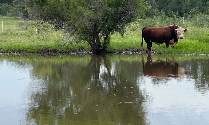 Cedar Creek Cabin | Relaxing stay on a Modern Ranch