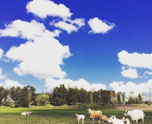 Orsundsbro House | Resta farm bondgårdshotell