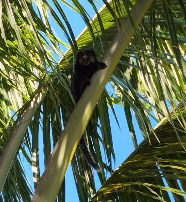 Itacare House | SITIO RECANTO DOS PASSAROS