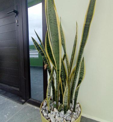 Sector 2 Apartment | Suite Amaris LC