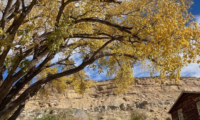 Palisade Hotel | The Homestead
