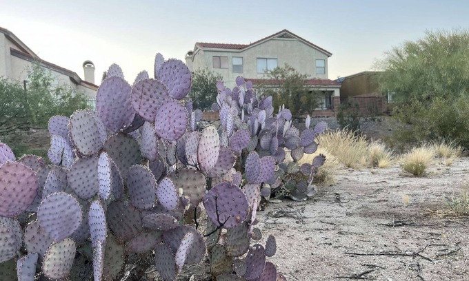 Oro Valley House | TheDesertOasis@ #LambertPark:4BD,Mountain Views,Gym,HOA Pool&Spa,PoolTable,CottonBedding