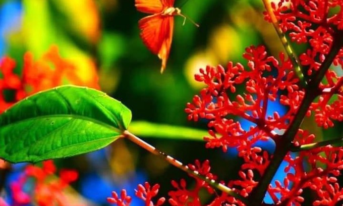Pan de Azucar Villa | Villa Los Colibrí en Chirraca de la Selva