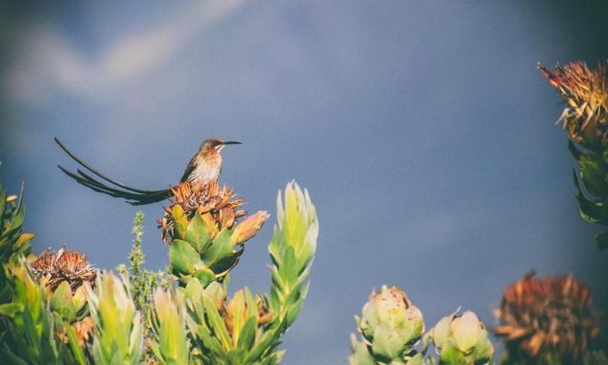 Still Bay House | Wild Rescue Nature Reserve