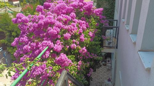 Sutomore Apartment | Zagradge IN Apartments