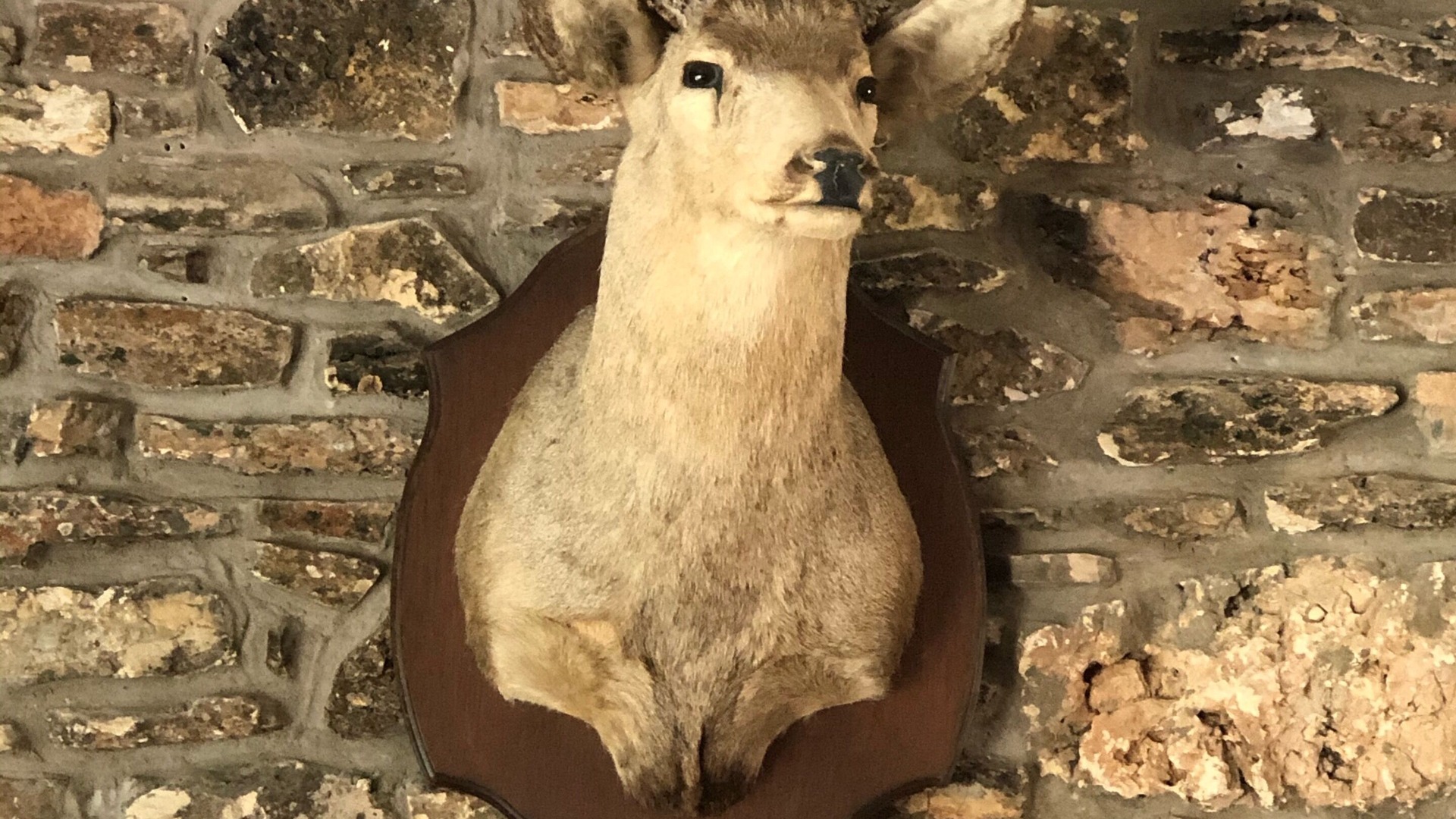 Photo of Others in San Saba