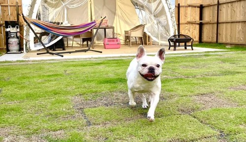 Dog Opera Tent
