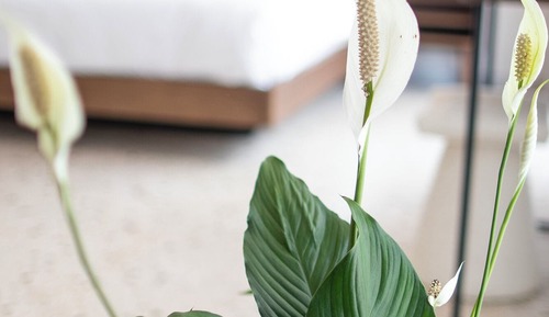 Superior Apartment Partial Acropolis View with Balcony