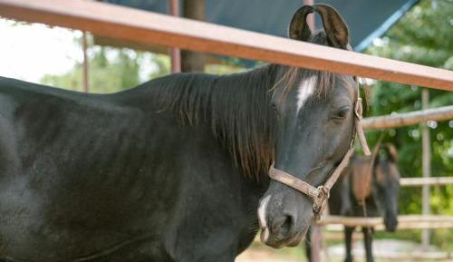 King Room with Garden View
