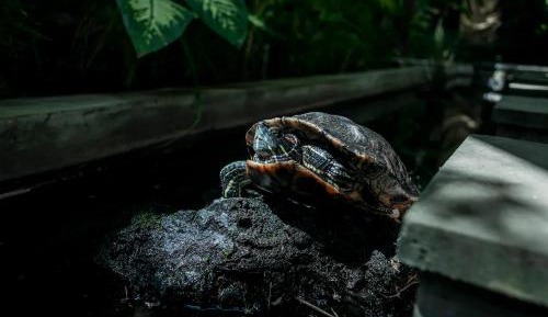 Double Room with Pool View