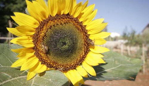 Two-Bedroom Apartment with Pool View