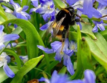 Three-Bedroom Cottage