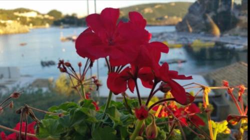 Apartment (4 Adults)