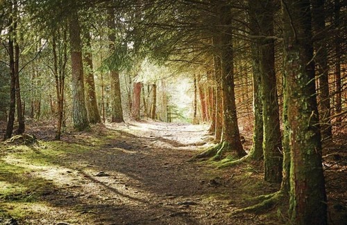 North York Moors National Park Cabin | 3 bedroom accommodation in Cropton, Pickering