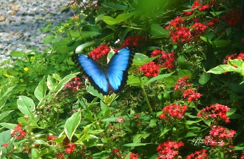 Boquete House | Ecoresort: We are Panamas leading honey producer and butterfly exhibit.